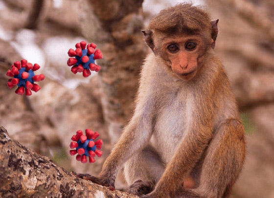 الصين تسجل أول وفاة بشرية بفيروس جدري القردة.. مرض نادر ولا لقاح له صورة رقم 9