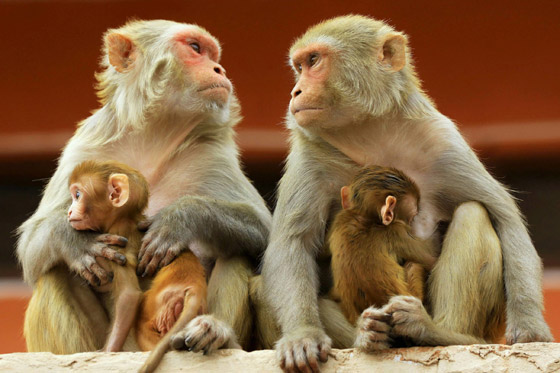 الصين تسجل أول وفاة بشرية بفيروس جدري القردة.. مرض نادر ولا لقاح له صورة رقم 10