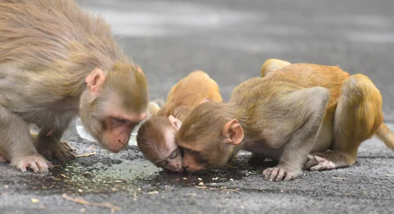 الصين تسجل أول وفاة بشرية بفيروس جدري القردة.. مرض نادر ولا لقاح له صورة رقم 11