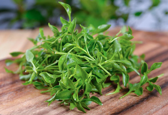 7 أطعمة ومشروبات مرّة.. لكن مفيدة جدا للجهاز الهضمي صورة رقم 2