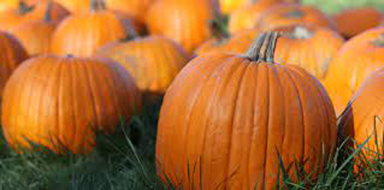 القرع العسلي .. كنز من المعادن والفيتامينات صورة رقم 5