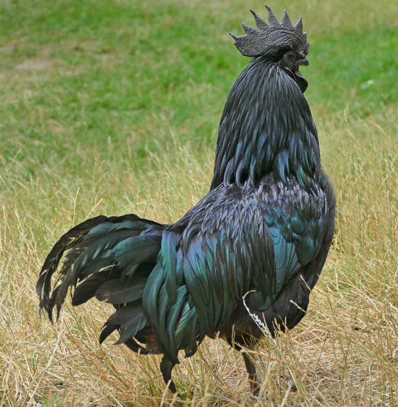 دجاج لامبورغيني وبطيخة سوداء.. تعرفوا إلى أغلى 9 أطعمة في العالم صورة رقم 2