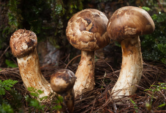 دجاج لامبورغيني وبطيخة سوداء.. تعرفوا إلى أغلى 9 أطعمة في العالم صورة رقم 6