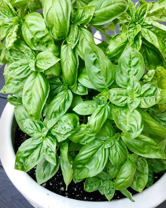 أعشاب الريحان: نبات شهير له تأثير سحري للحماية من الزهايمر والخرف صورة رقم 4