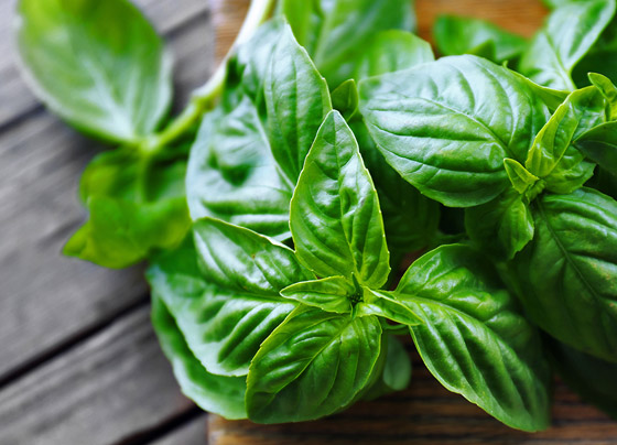 أعشاب الريحان: نبات شهير له تأثير سحري للحماية من الزهايمر والخرف صورة رقم 1