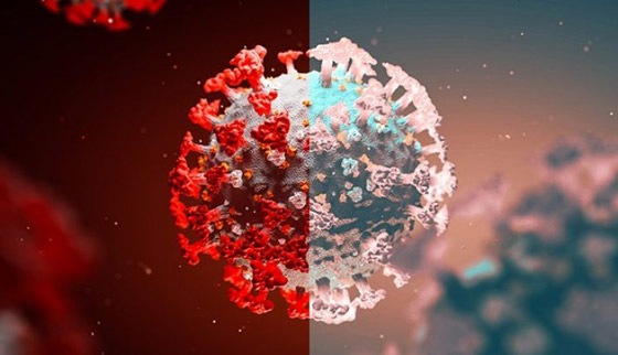 بشرى من خبير أمريكي: متغير دلتا قد يكون آخر تحور لفيروس كورونا! صورة رقم 5