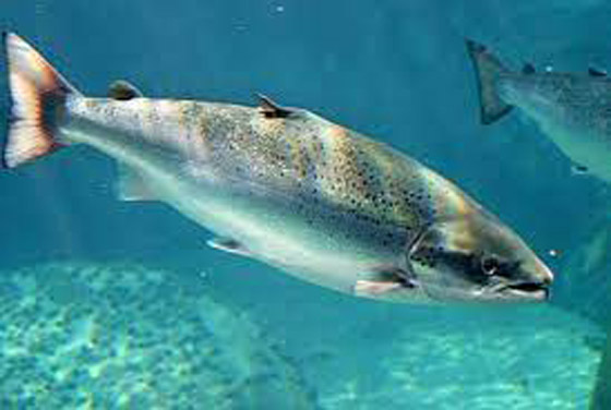 4 أنواع من الأسماك ستمنعك من إنقاص الوزن صورة رقم 2