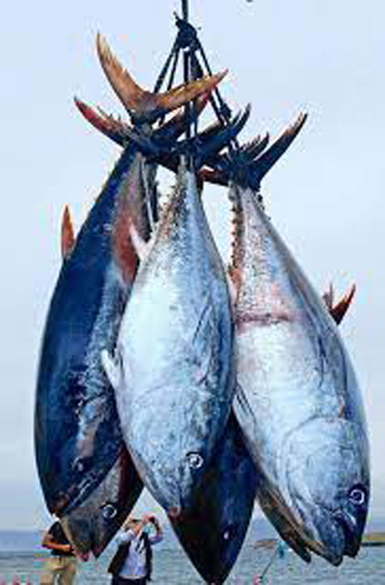 4 أنواع من الأسماك ستمنعك من إنقاص الوزن صورة رقم 5