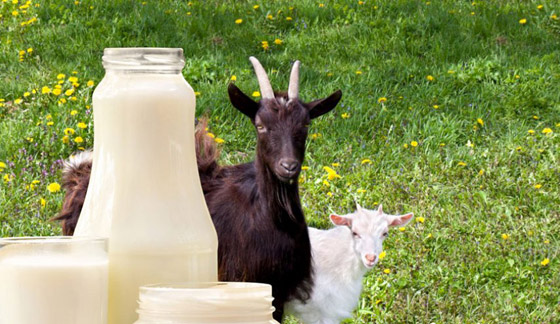 6 فوائد سحرية لحليب الماعز لحل مشاكل البشرة صورة رقم 3