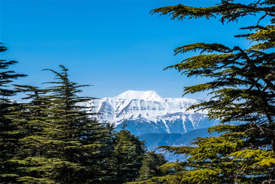 9 أنواع من أشهر النباتات ابتعدوا عنها إن كنتم تعانون من الحساسية صورة رقم 2