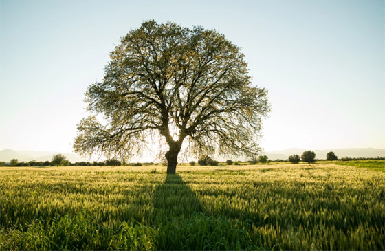 9 أنواع من أشهر النباتات ابتعدوا عنها إن كنتم تعانون من الحساسية صورة رقم 8