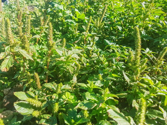 9 أنواع من أشهر النباتات ابتعدوا عنها إن كنتم تعانون من الحساسية صورة رقم 9