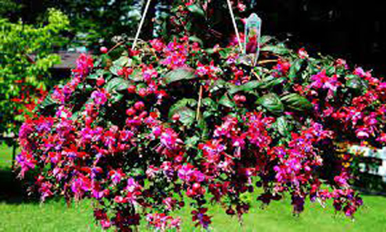 قواعد أساسية للحفاظ على نباتاتك المنزلية في الشتاء صورة رقم 2