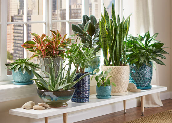 قواعد أساسية للحفاظ على نباتاتك المنزلية في الشتاء صورة رقم 5