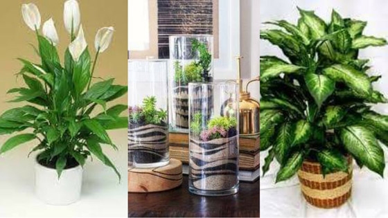 قواعد أساسية للحفاظ على نباتاتك المنزلية في الشتاء صورة رقم 6