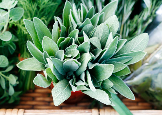 فوائد أعشاب الميرمية ستجعله إضافة يومية لكوب الشاي بل وحتى الطعام! صورة رقم 4