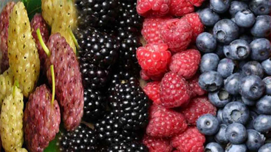 أطعمة شتوية تعزز صحة ونعومة بشرتك صورة رقم 5