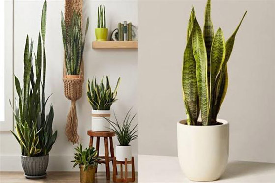 نباتات منزلية تزيل العفن صورة رقم 4