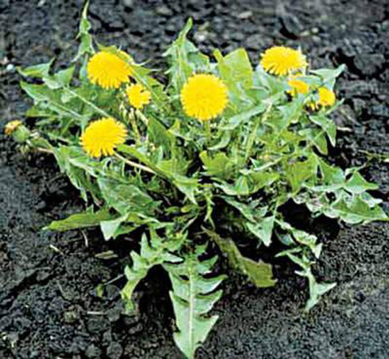 3 أعشاب تكافح تساقط الشعر صورة رقم 3