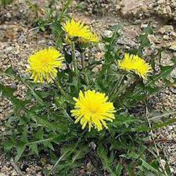 3 أعشاب تكافح تساقط الشعر صورة رقم 5