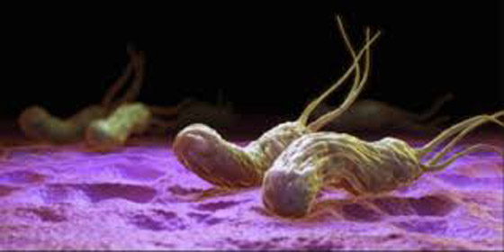 جرثومة المعدة.. أعراضها الصحية والنفسية وعلاجها بالأعشاب صورة رقم 2