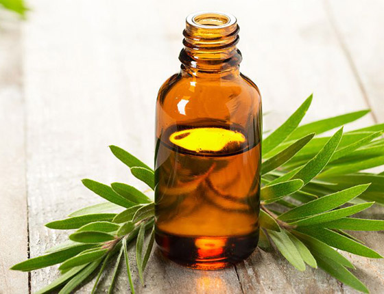 تعرفوا إلى فوائد استخدام زيت شجرة الشاي (زيت الميلالوكا) المدهشة صورة رقم 1