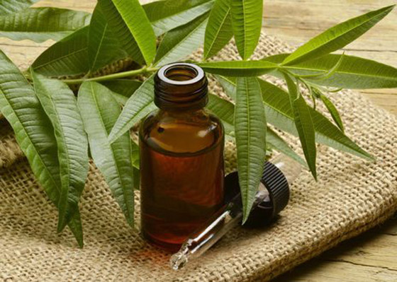 تعرفوا إلى فوائد استخدام زيت شجرة الشاي (زيت الميلالوكا) المدهشة صورة رقم 7