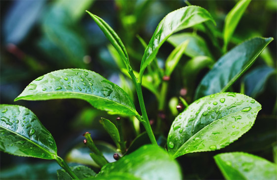 تعرفوا إلى فوائد استخدام زيت شجرة الشاي (زيت الميلالوكا) المدهشة صورة رقم 11