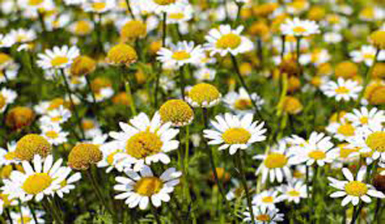 5 فوائد خفية لشاي البابونج صورة رقم 3