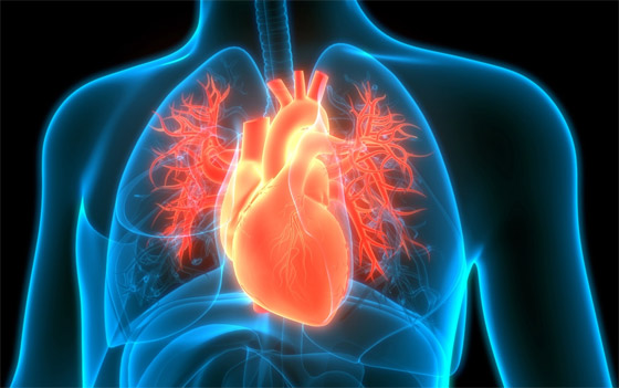 التغير المناخي: هذا ما سيحدث لأعضاء الجسم عند تعرضها لارتفاع الحرارة! صورة رقم 2 التغير المناخي: هذا ما سيحدث لأعضاء الجسم عند تعرضها لارتفاع الحرارة! صورة رقم 2