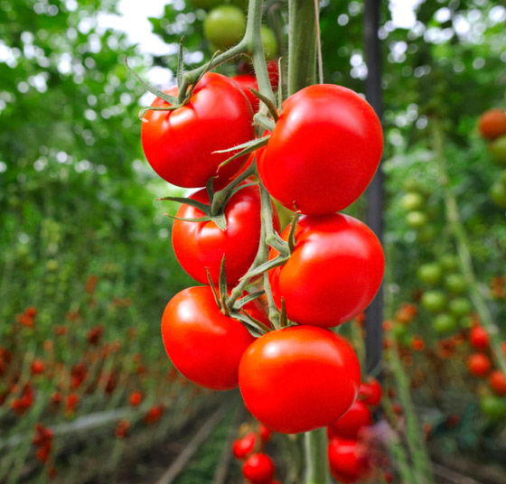 أفضل أطعمة تساعد على تنظيم نسبة السكر في الدم لمرضى السكري صورة رقم 2