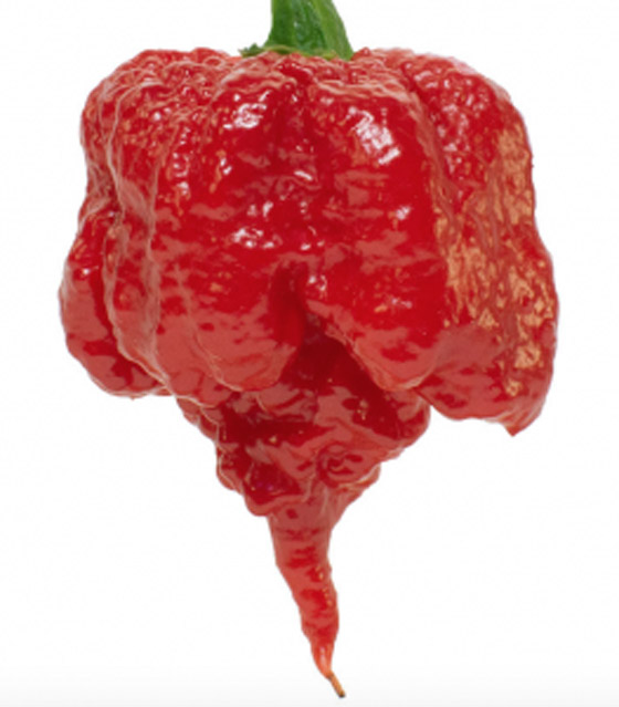 أحدها ينحدر من باكستان.. إليكم أكثر أنواع الفلفل الحار حدة في العالم صورة رقم 3