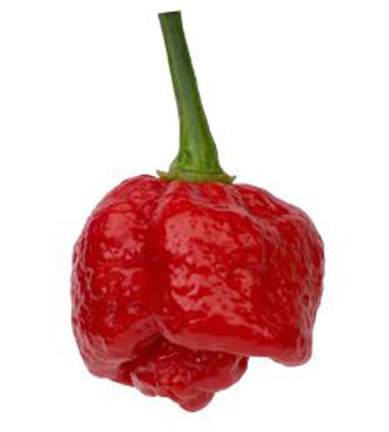 أحدها ينحدر من باكستان.. إليكم أكثر أنواع الفلفل الحار حدة في العالم صورة رقم 6