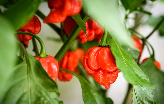 أحدها ينحدر من باكستان.. إليكم أكثر أنواع الفلفل الحار حدة في العالم صورة رقم 1