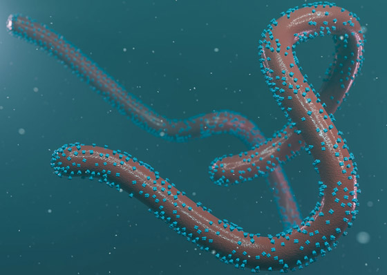 ماذا نعرف عن فيروس ماربورغ الجديد الفتاك؟ تسجيل أول وفاة في غينيا صورة رقم 1