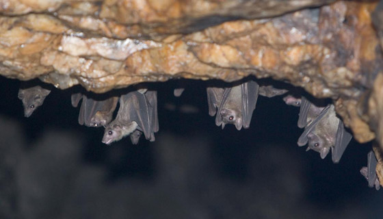 ماذا نعرف عن فيروس ماربورغ الجديد الفتاك؟ تسجيل أول وفاة في غينيا صورة رقم 5