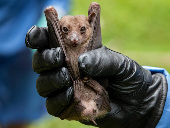 ماذا نعرف عن فيروس ماربورغ الجديد الفتاك؟ تسجيل أول وفاة في غينيا صورة رقم 7