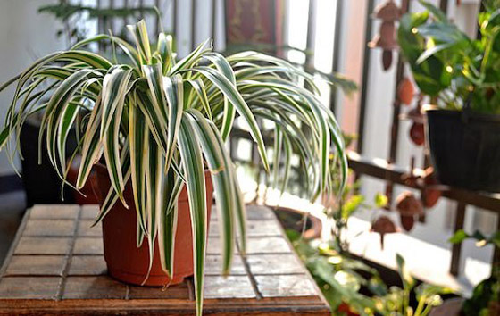 نباتات زينة منزلية ذات خصائص علاجية لصحة الإنسان صورة رقم 2