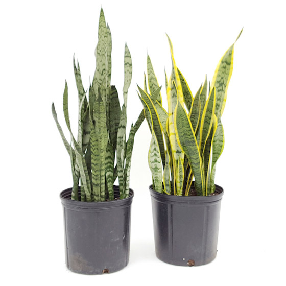 نباتات زينة منزلية ذات خصائص علاجية لصحة الإنسان صورة رقم 4