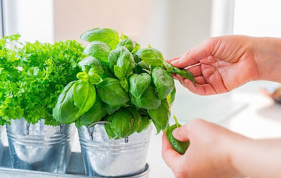 نباتات زينة منزلية ذات خصائص علاجية لصحة الإنسان صورة رقم 7