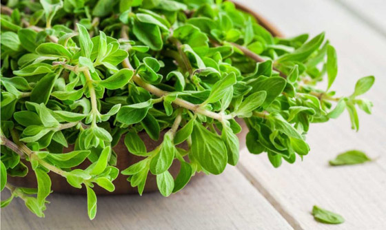 تعرفوا على فوائد عشبة البردقوش المدهشة للجسم والصحة النفسية صورة رقم 4