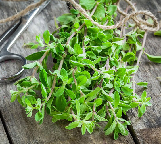 تعرفوا على فوائد عشبة البردقوش المدهشة للجسم والصحة النفسية صورة رقم 6