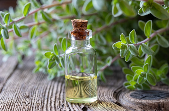 تعرفوا على فوائد عشبة البردقوش المدهشة للجسم والصحة النفسية صورة رقم 3