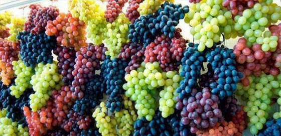 العنب الفاتح أم الداكن..أيهما أكثر فائدة للصحة؟ صورة رقم 3