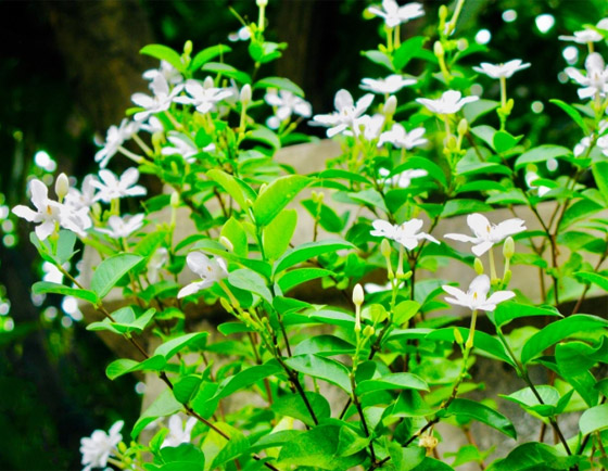 إليكم أفضل 5 نباتات منزلية عطرية مزهرة ستملأ رائحتها البيت كله صورة رقم 2