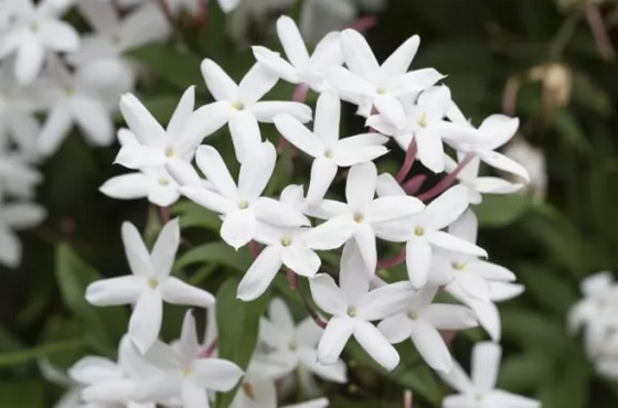 إليكم أفضل 5 نباتات منزلية عطرية مزهرة ستملأ رائحتها البيت كله صورة رقم 3