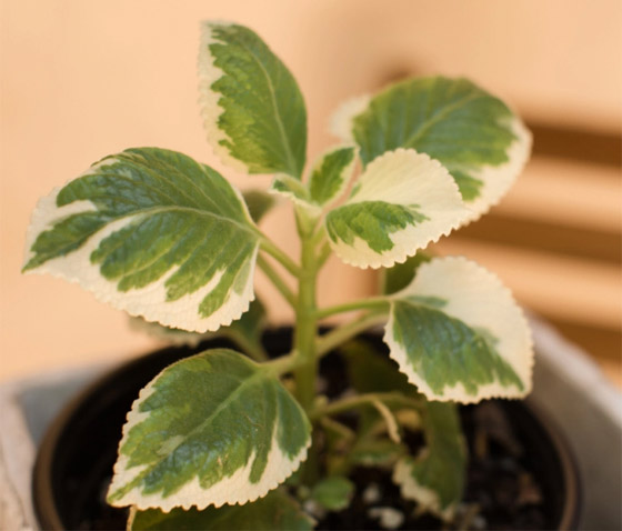 إليكم أفضل 5 نباتات منزلية عطرية مزهرة ستملأ رائحتها البيت كله صورة رقم 4