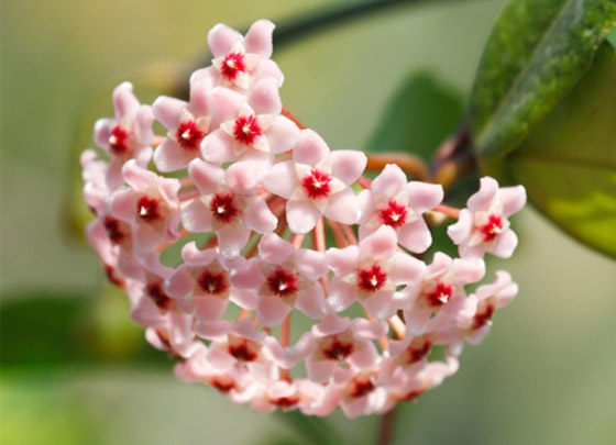 إليكم أفضل 5 نباتات منزلية عطرية مزهرة ستملأ رائحتها البيت كله صورة رقم 5