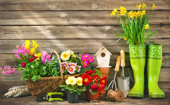 إليكم أفضل 5 نباتات منزلية عطرية مزهرة ستملأ رائحتها البيت كله صورة رقم 6