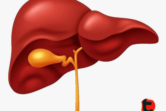 5 معلومات مثيرة عن الكبد صورة رقم 3